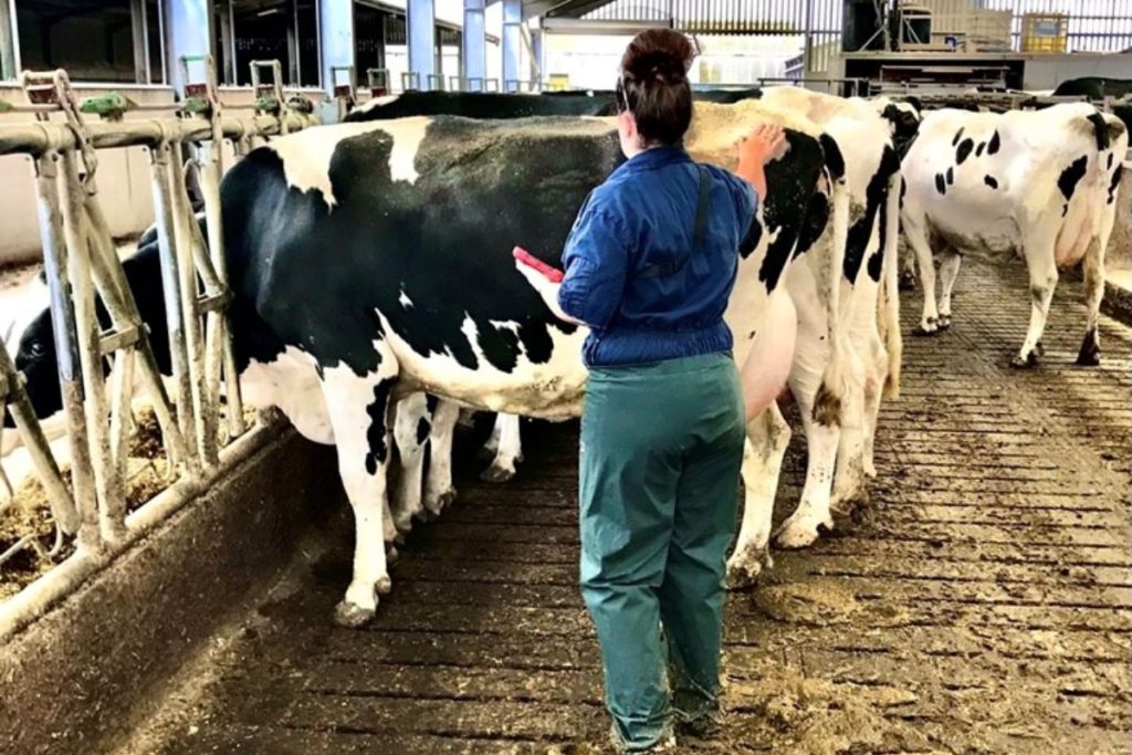 Meg Lawerence is not from a farming background but has successfully carved a career as a vet tech and now has her own Angus herd.
