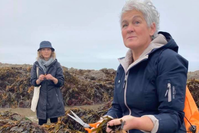 The Sea Gardener is owned by Marie Power - a seaweed forager & educator and author of The Sea Garden - in Co Waterford.