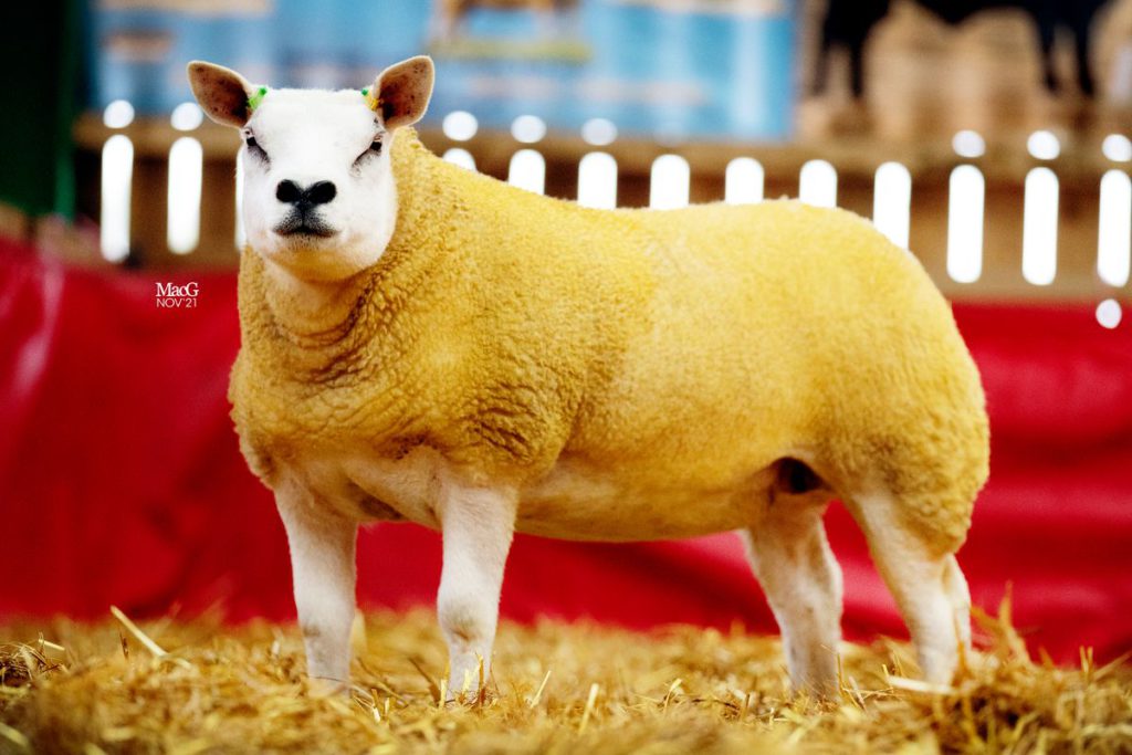 Report (with photos and prices) from Crystal Maze Sale of Texel sheep which took place at Balmoral Park on Friday, December 17th, 2021.