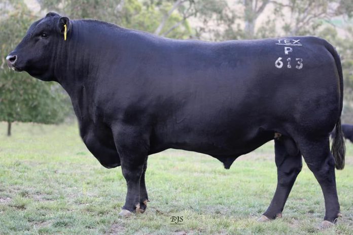 A helicopter has been deployed to search for Texas Powerplay, one of Australia’s most expensive Angus bulls