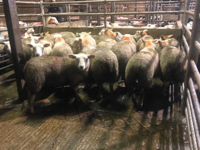 Report (with prices for cull ewes and store and factory lambs ) from sheep sale held at Cootehill Mart on 06-01-2022.