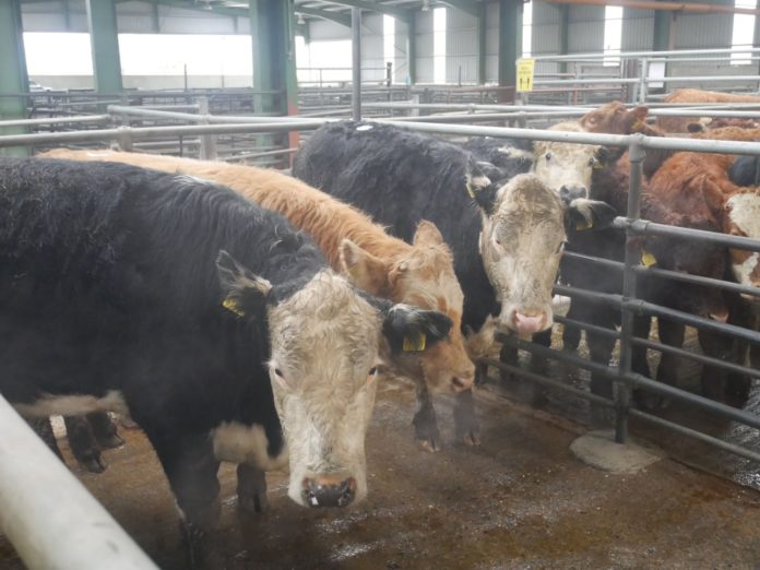 Cows for sale at Blessington Mart on 13-01-2022.