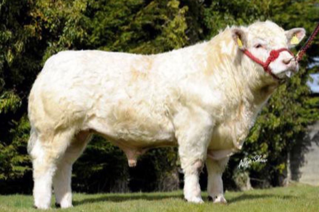 Twenty-six years ago, Jim Geoghegan, of Stremstown, Co. Westmeath, started the Lisnagre-bred Charolais herd.