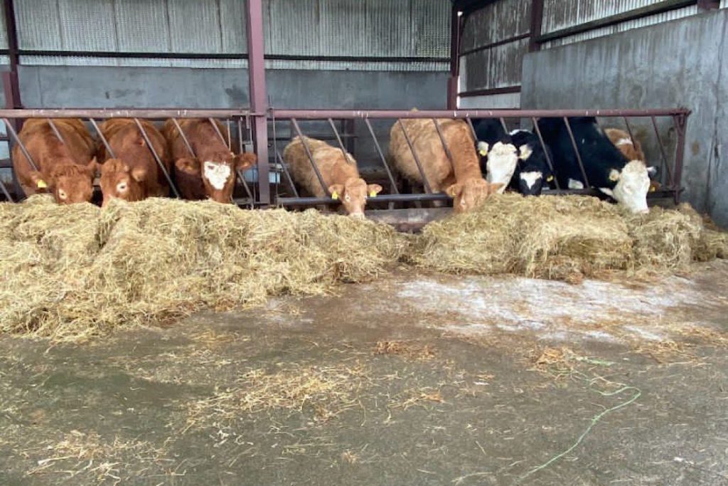 The Reillys recommenced suckler farming in Corranure, Cavan, after dispersing their herd in 2018, following 35 years of breeding “top-class” females.