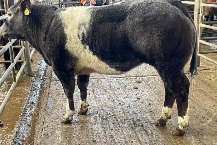 Trade: Report (with prices) from David Quinn, manager, from special fatstock heifer sale held at Carnew Mart on 29-01-2022