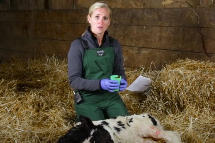 According to Elizabeth Marvel, calf specialist at Milk Specialities Global Animal Nutrition, once a calf is born, and you have ensured it is breathing, the next step is to evaluate the vigour.