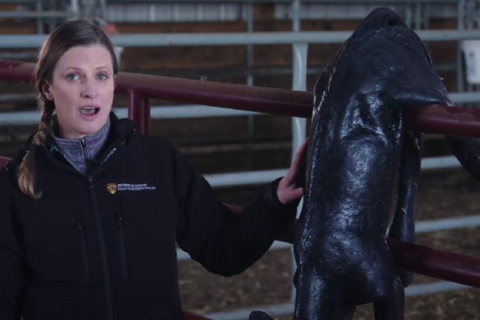 Resuscitating calves: A how-to guide for farmers