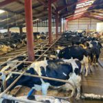 Dairy farm for sale, milking cows