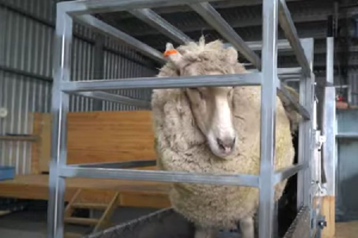 A group of Australian farmers and professional shearers have successfully developed an automated sheep cradle to “eliminate the catch and drag”.