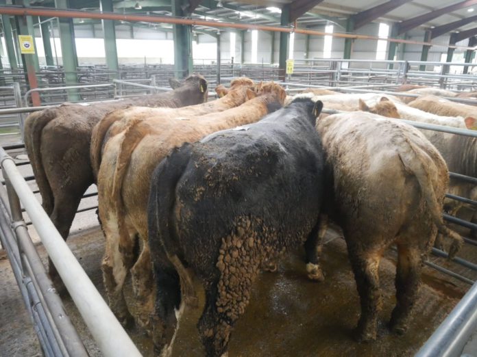 Update on trade: Report (with prices) from cattle sale of cull cows, heifers and bullocks held at Blessington Mart on 03-02-2022.