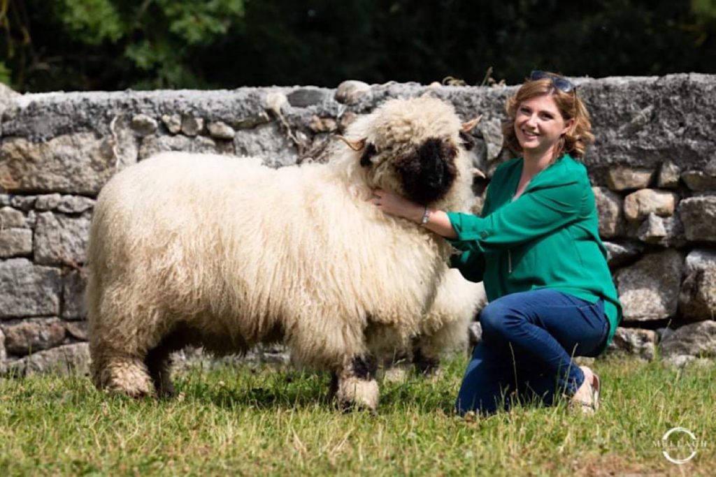 Clive Rothwell (40), a breeder from Wexford, runs the Ballypierce Texel flock, which he established seven years ago through eight embryos. 