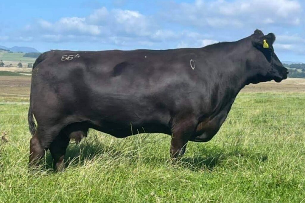 Bryan O’Halloran from Bandon, Cork, a first-generation Aberdeen Angus breeder, farms a 40-cow pedigree herd under the Briarhill prefix. 