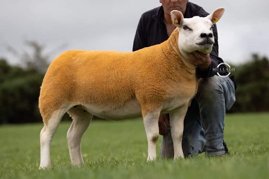  Twelve years ago, breeder, Tom Kenny, became interested in the Texel sheep breed and established his flock under the Hillswood prefix.