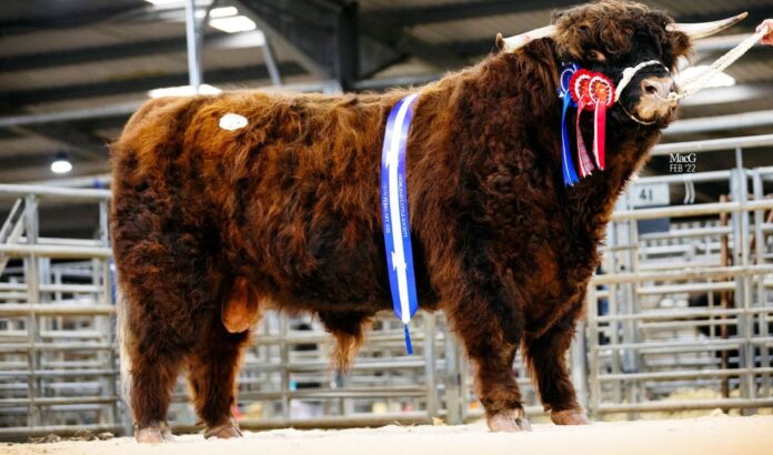 A two-year-old Highland bull from the Sorne fold at Kirriemuir, Angus, sold for what is believed to be a breed record at Oban Livestock Mart earlier this week.