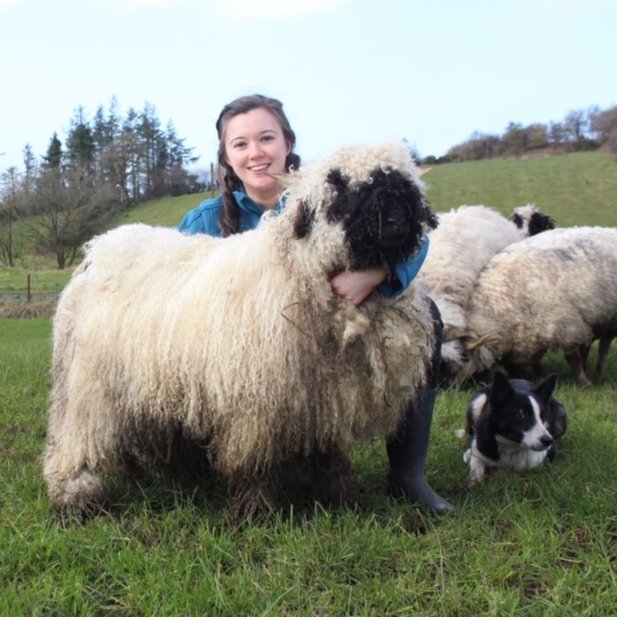 Cáit Wims is a dairy and sheep farmer with her own flock of Valais Blacknose sheep. The Home Economics teacher tells us about the breed.