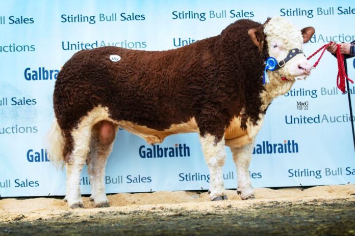 At 30,000gns, Denizes Lancelot sold for what British Simmental Cattle Society understands to be the second-highest price for the breed at auction in the UK.