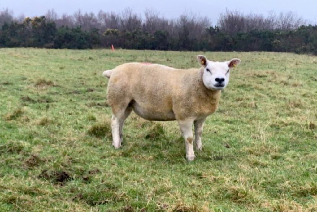 Johnathan Kenny is a young Galway farmer with 300 Mayo Blackface ewes and 10 pedigree Texel sheep on 400-acres of owned land.