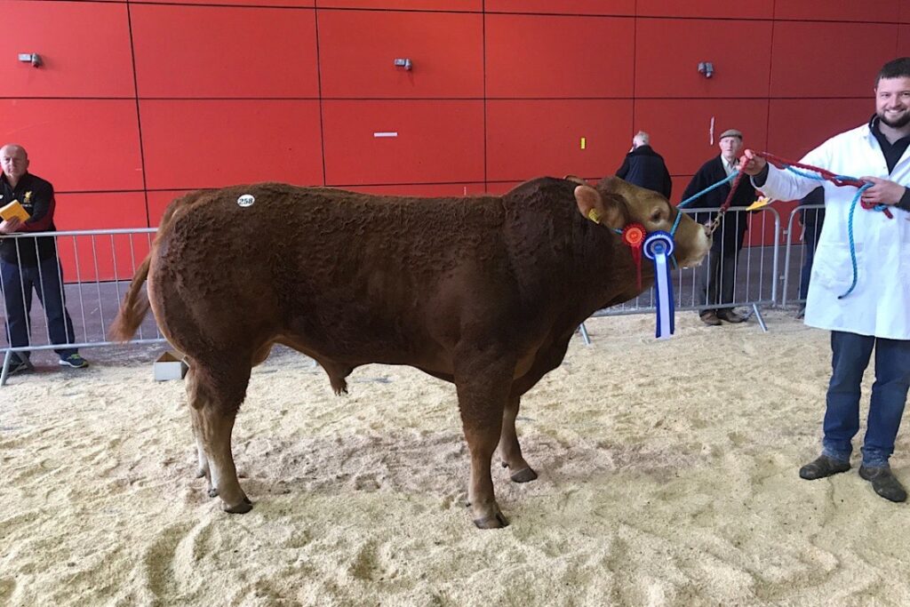 Beechmount Limousin herd: Denis Collins leaving dairying, using 100% AI, achieving €5,000 for a bull and rising input prices.