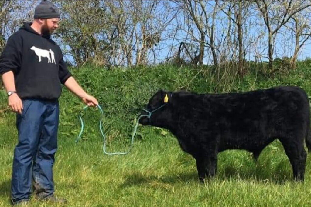 In 2012, Enda Kearney, from Kilfenora, County Clare, established his pedigree Aberdeen Angus herd under the Jadam prefix.