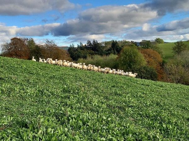 Nitrogen-fixing plants can benefit farm businesses and the environment without impacting sheep fertility.