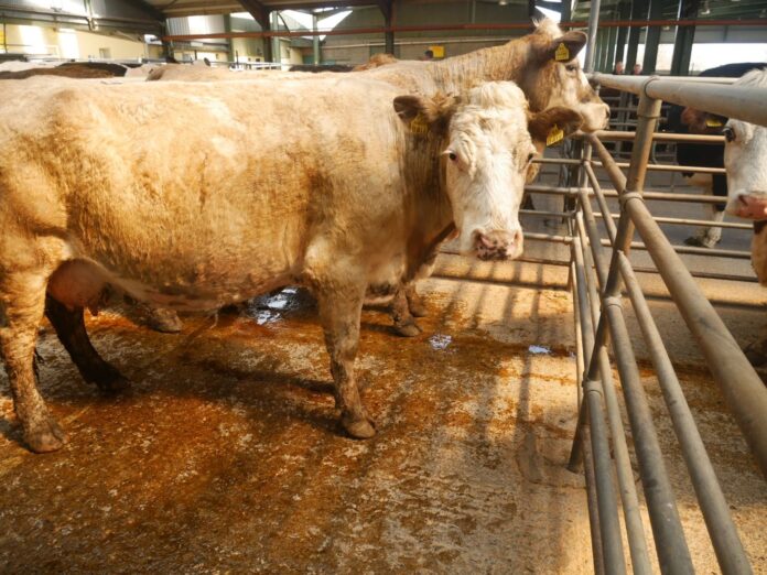 Trade update: Report (with prices) from cattle sale of cull cows, heifers, bullocks and sucklers held at Blessington Mart on 21-04-2022.