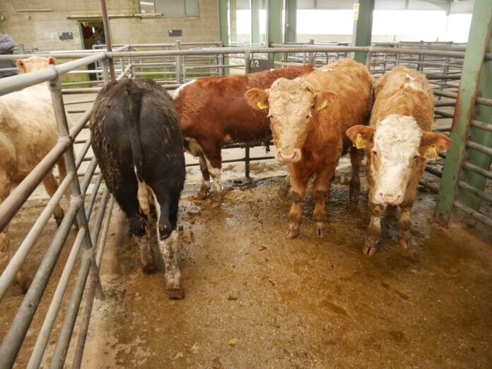 Trade update: Report (with prices) from cattle sale of cull cows, heifers and bullocks held at Blessington Mart on 14-04-2022.