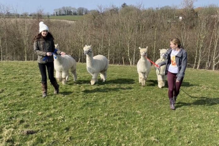 Alpaca Lodge is a farm in County Wexford, Ireland. It can provide income through fibre production, breeding and agri-tourism.