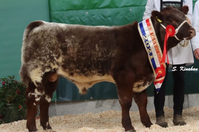 Photos and prices from pedigree and cross-bred Shorthorn cattle (heifers, bulls & cows) sale held at Elphin Mart on Monday, April 4th, 2022.
