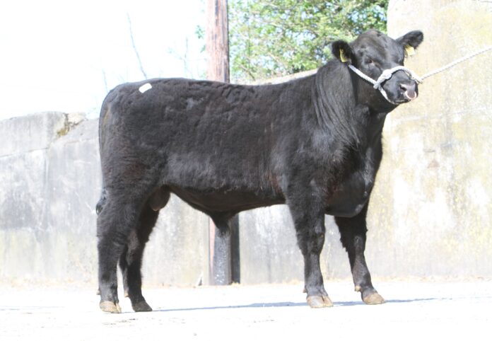 Angus bull prices: Report from a sale the Irish Aberdeen Angus Association held at Tullow Mart on Wednesday, April 20th, 2022.