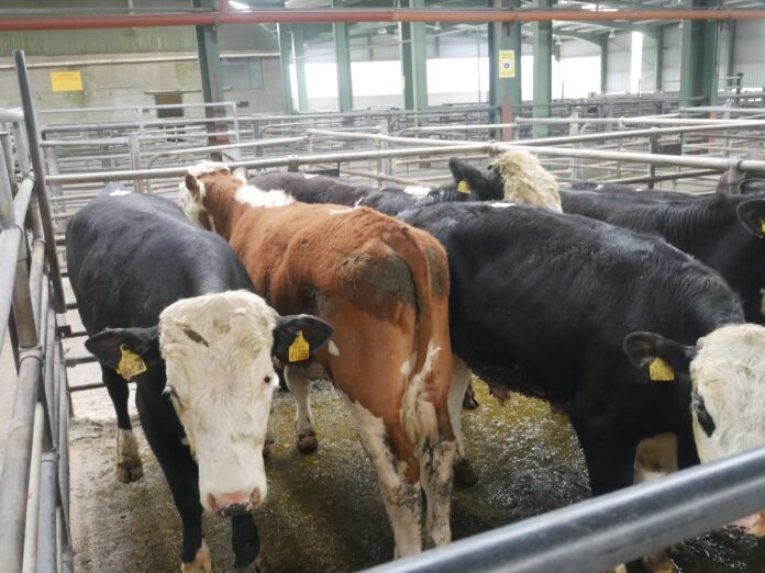 Trade update: Report (with prices) from cattle sale of cull cows, heifers and bullocks held at Blessington Mart on 05-05-2022.