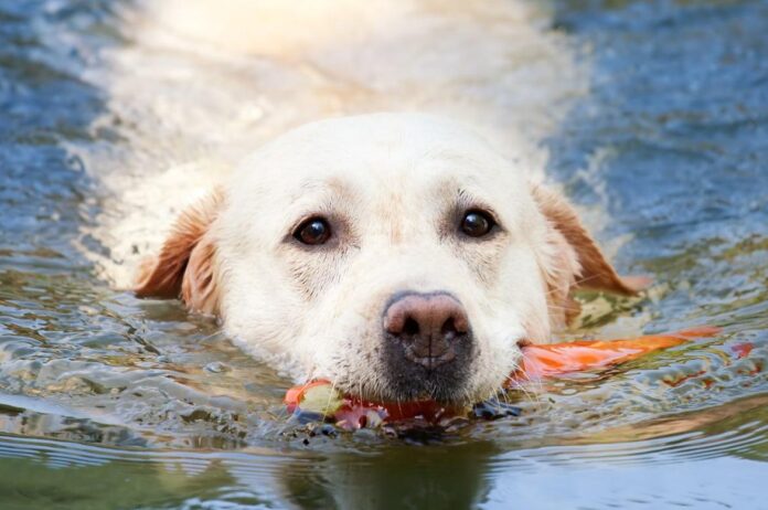 Advice/tips: WAVES is a short acronym to remind owners to keep their pets (cats and dogs) “safe and healthy” throughout the summer.