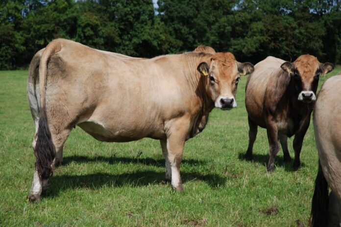 The Aubrac Cattle Breed Society’s first pedigree sale of the year at Tullamore Mart, Co. Offaly last Saturday (May 7th, 2022) generated “solid” prices for breeding stock.