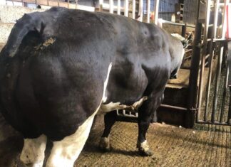 Trade update: Report (with prices) from cattle sale of cull cows, heifers, bullocks, weanlings and sucklers held at Dowra Mart on 28-05-2022.