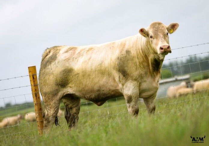 €3,600 was the leading price for heifers at Enniscrone Livestock’s MartEye/Mayo Sligo Livestock Mart Elite Summer Belles Sale, which ran from Friday, June 24th 2022, to June 27th, 2022.