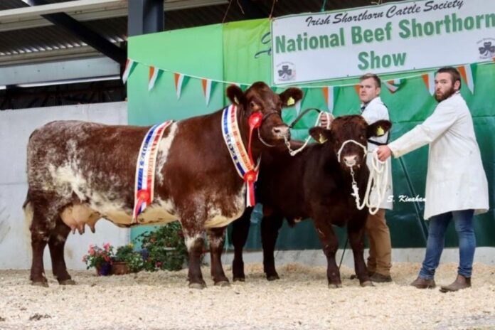 Martin Kelly of the Ricketstown Shorthorn herd has embracing classifying livestock to further develop his prize-winning pedigree cattle.