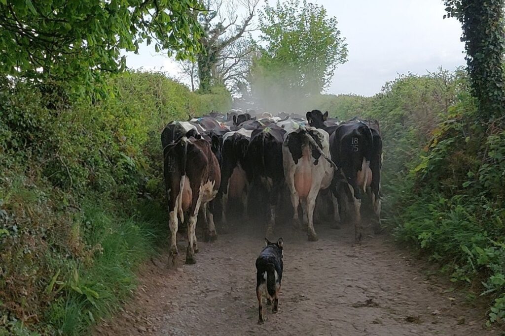 Dairy cows heading to milking parlour