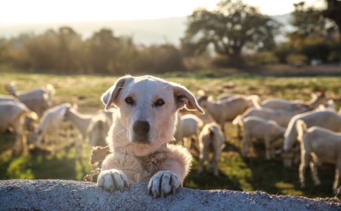 Dog on a farm with sheep in the background
