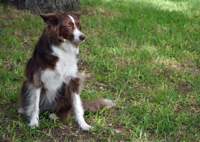 Border Collie - sheepdog - breeds to consider for your farm