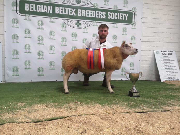 Farming News: The €3,400 Hillwood He’s the One smashed the previous Irish price record for a Belgian Beltex at Tullamore Mart.