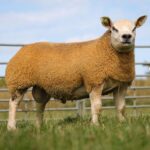 Enniscrone Livestock’s second on-farm ram sale tagged