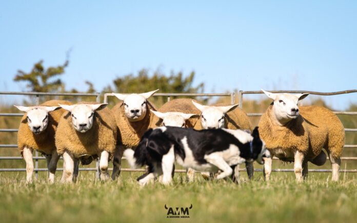 Sheepdog with rams - Enniscrone Livestock’s second on-farm ram sale