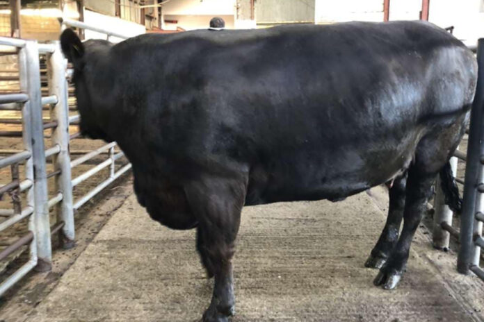 Limousin 875kg cattle making €2400