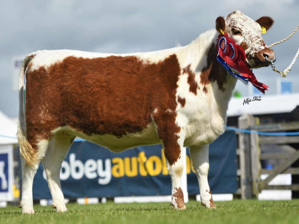 3. Curraghnakeely Sylvia 0563, Exibited By N&m Moilies Won 1st Prize Haltered Junior Heifer, Junior Haltered Champion And Reserve Overall Haltered Champion.