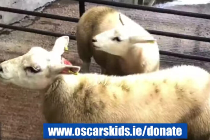 A spokesperson for Dowra Mart has revealed that it has raised over €4,000 for Oscar’s Kids National Childhood Cancer Charity.