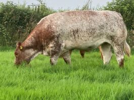 Farming news today on That's Farming: In-calf heifer sale taking place at Aurivo, Balla Mart, Co Mayo, on Saturday, October 1st, 2022.