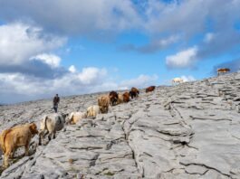 The celebration of ‘Winterage’, or the ancient and unique farming practice of out-wintering cattle in the Burren, is at the heart of the annual Burren Winterage Weekend festival.