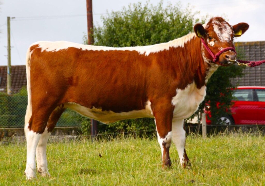 2. Beechmount Charlie Robert Boyle Took The Second Highest Price In The H & H Magnificent Moilie Online Sale