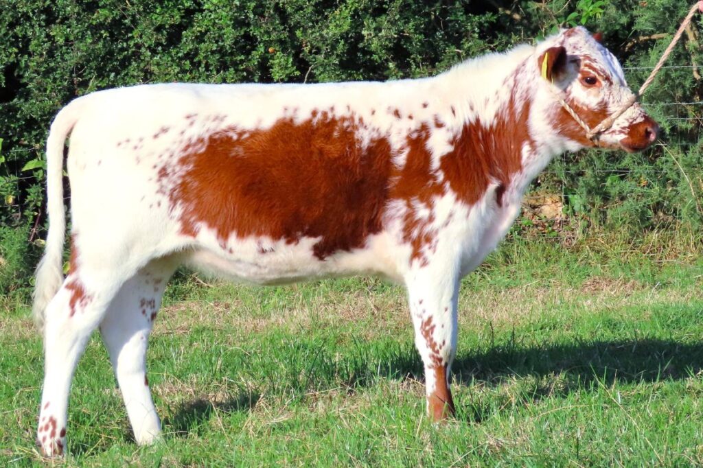 4. Curraghnakeely Bessie 0608 ( N & M Moilies) Who Took Joint Fourth Highest Price In The H & H Magnificent Moilie Online Sale.