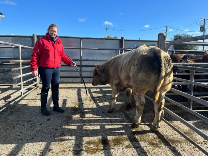 According to David Quinn, just under 1,100 lots and a further 140 calves came under the hammer at Carnew Mart on Saturday, October 8th, 2022.