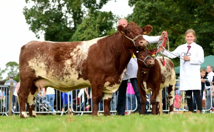 James Porters of the Uppermill Beef Shorthorn cattle herd notched up an array of awards, including the supreme championship silverware.